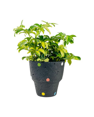 Polka - A - Pot - Tumbleweed Plants - Online Plant Delivery Singapore