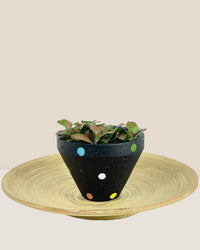 Polka - C - Pot - Tumbleweed Plants - Online Plant Delivery Singapore