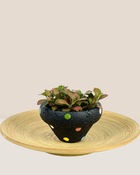 Polka - D - Pot - Tumbleweed Plants - Online Plant Delivery Singapore