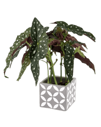 Polka Dot Begonia - cement cube - Potted plant - Tumbleweed Plants - Online Plant Delivery Singapore