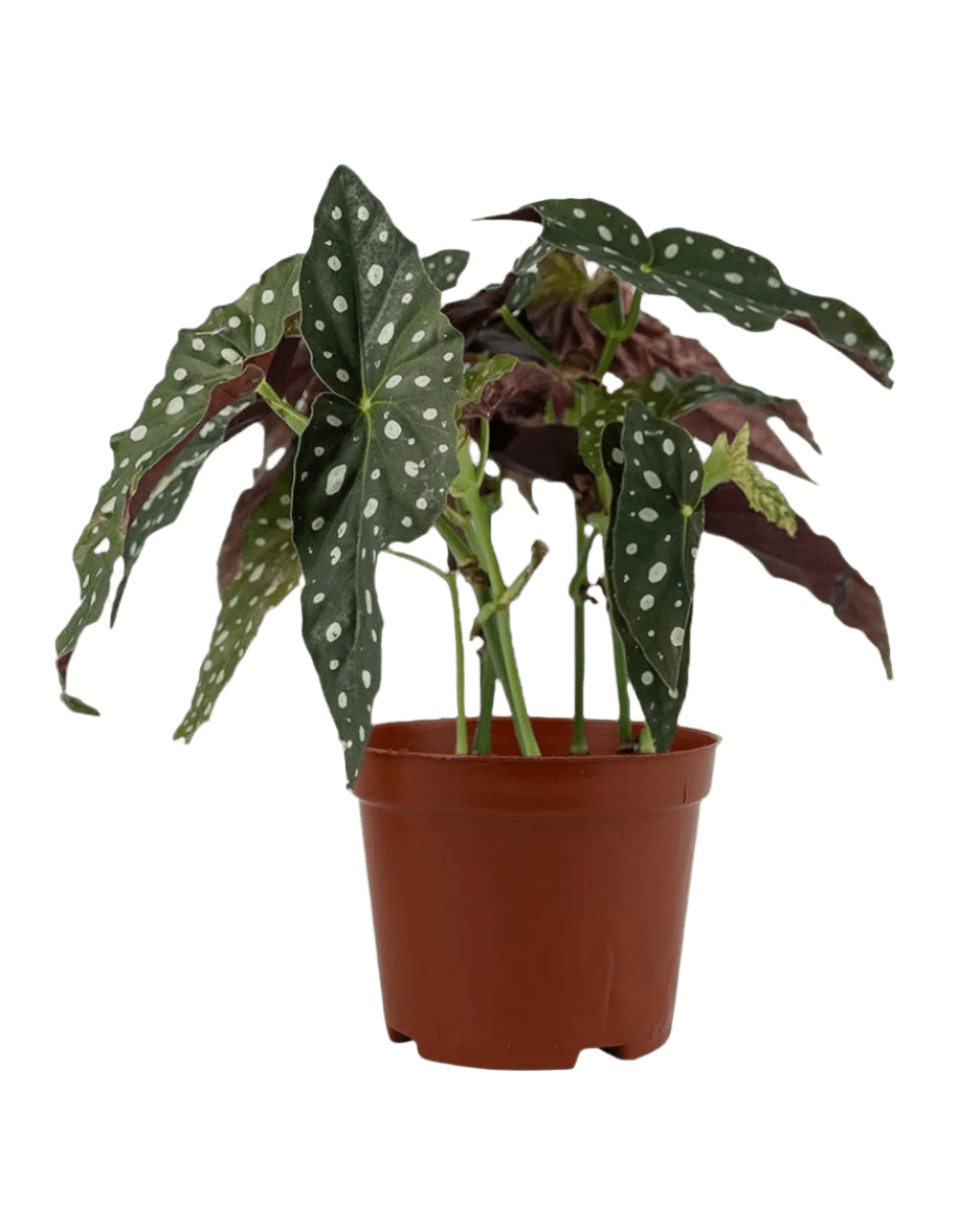 Polka Dot Begonia - grow pot - Potted plant - Tumbleweed Plants - Online Plant Delivery Singapore