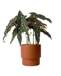 Polka Dot Begonia - plinth pot - chestnut/large - Potted plant - Tumbleweed Plants - Online Plant Delivery Singapore