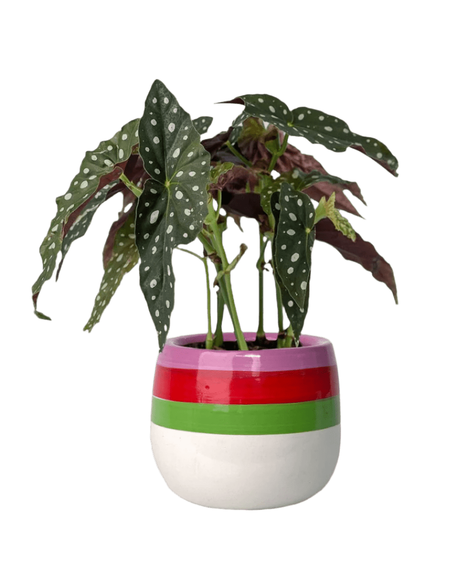 poppy planter - buzz lightyear