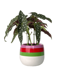 Polka Dot Begonia - poppy planter - buzz lightyear - Potted plant - Tumbleweed Plants - Online Plant Delivery Singapore