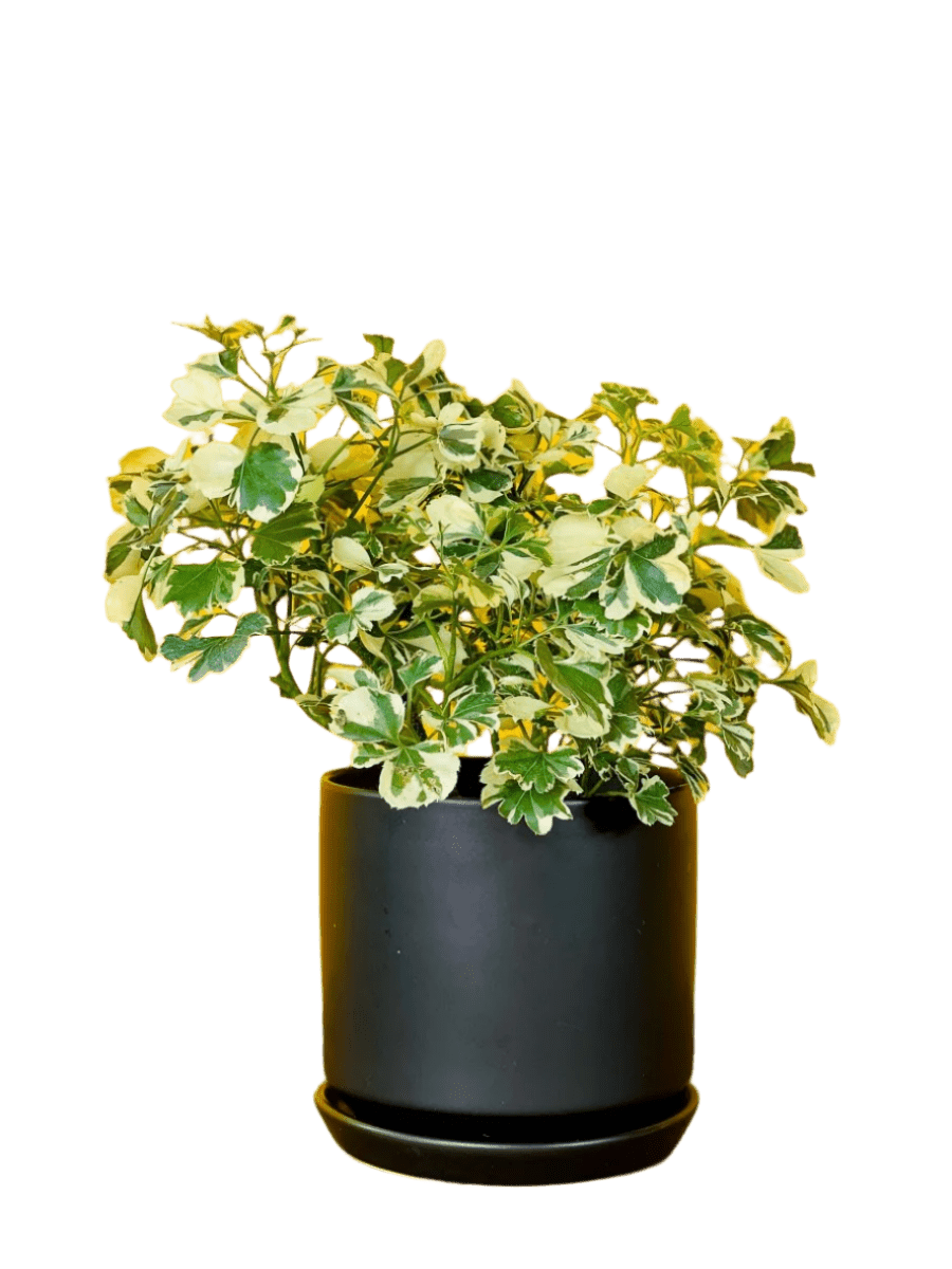 Polyscia 'Dwarf Variegata' - Potted plant - Tumbleweed Plants - Online Plant Delivery Singapore