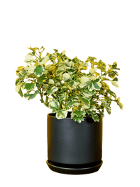 Polyscia 'Dwarf Variegata' - Potted plant - Tumbleweed Plants - Online Plant Delivery Singapore