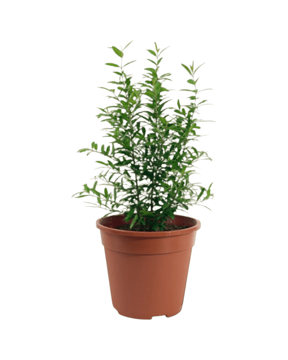 Pomegranate Plant (0.3m) - Potted plant - POTT - POME - GRW - 5191 - Tumbleweed Plants - Online Plant Delivery Singapore