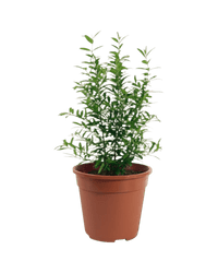 Pomegranate Plant (0.3m) - Potted plant - POTT - POME - GRW - 5191 - Tumbleweed Plants - Online Plant Delivery Singapore