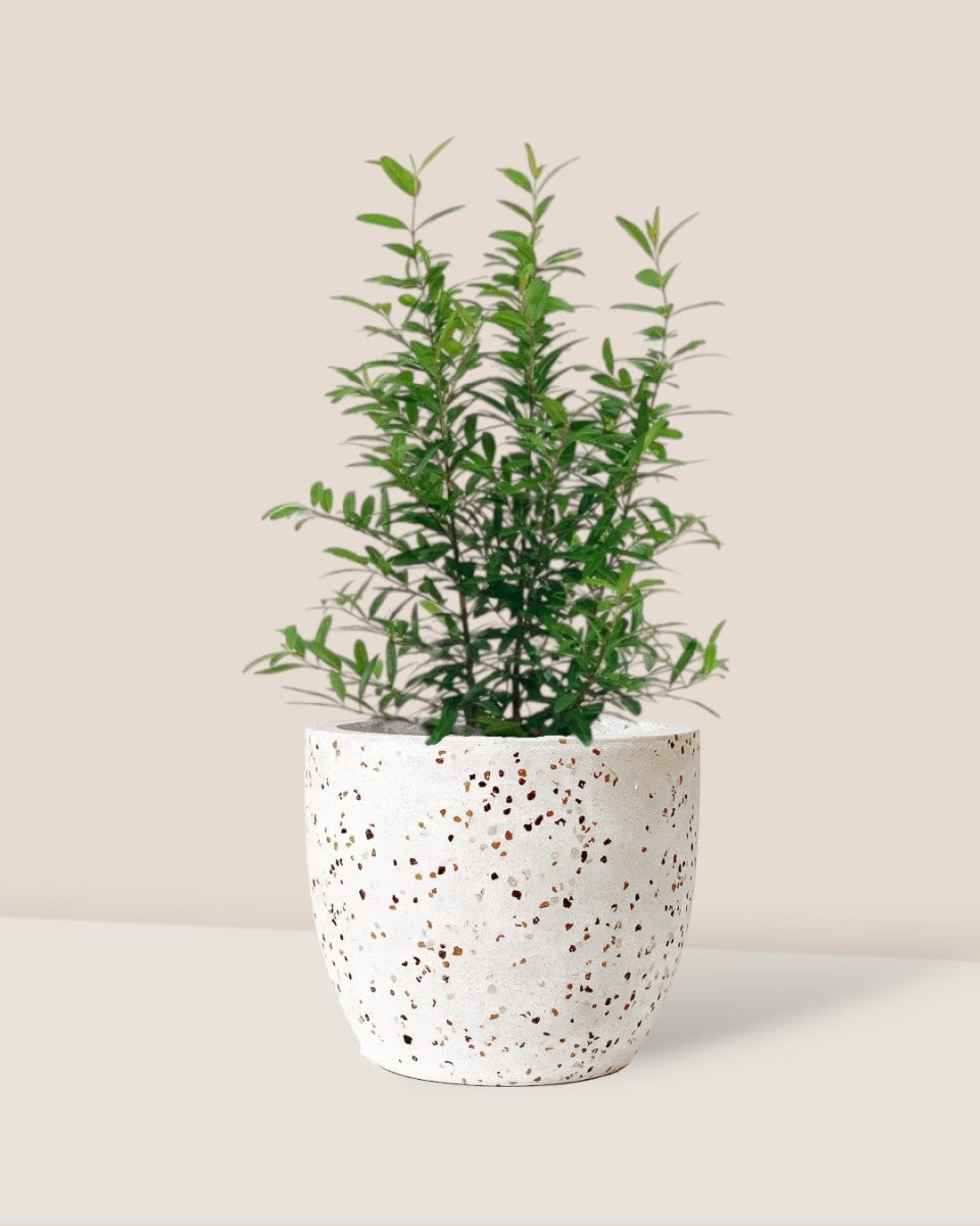 Pomegranate Plant (0.4m) - grow pot - Potted plant - Tumbleweed Plants - Online Plant Delivery Singapore