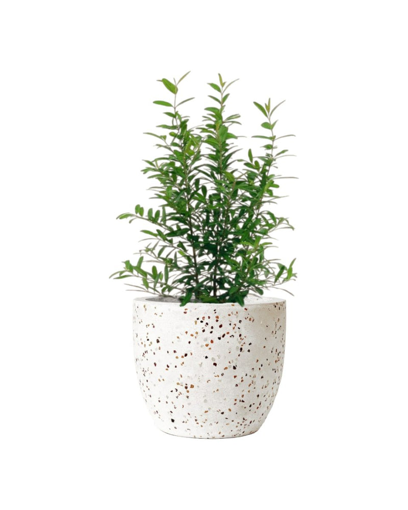 Pomegranate Plant (0.4m) - grow pot - Potted plant - Tumbleweed Plants - Online Plant Delivery Singapore