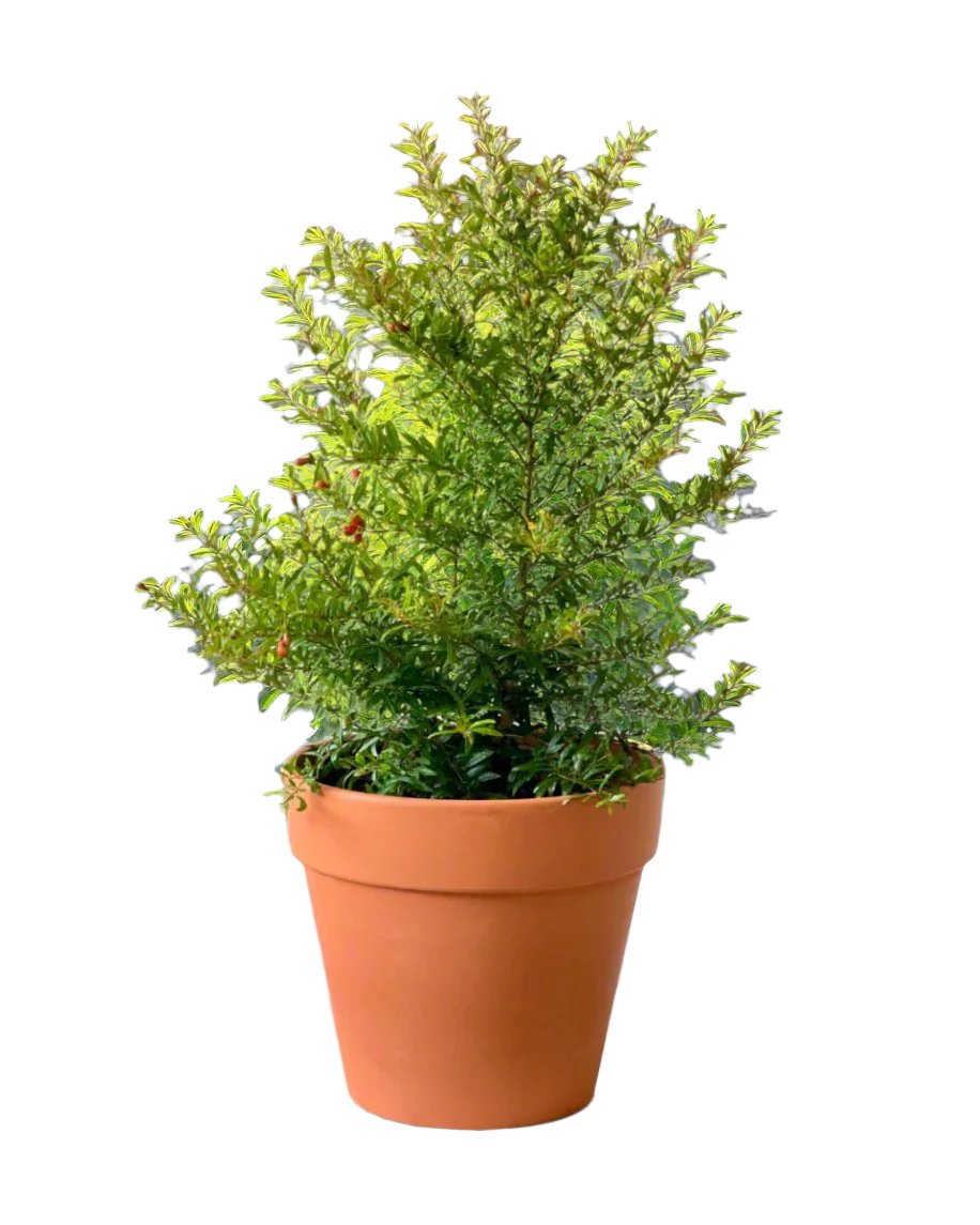 Pomegranate Plant (0.8m) - grow pot - Potted plant - Tumbleweed Plants - Online Plant Delivery Singapore