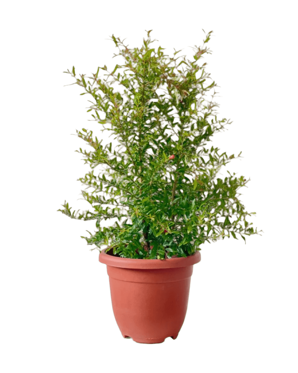 Pomegranate Plant (0.8m) - Potted plant - POTT - POME - GRW - 5276 - Tumbleweed Plants - Online Plant Delivery Singapore