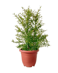 Pomegranate Plant (0.8m) - Potted plant - POTT - POME - GRW - 5276 - Tumbleweed Plants - Online Plant Delivery Singapore