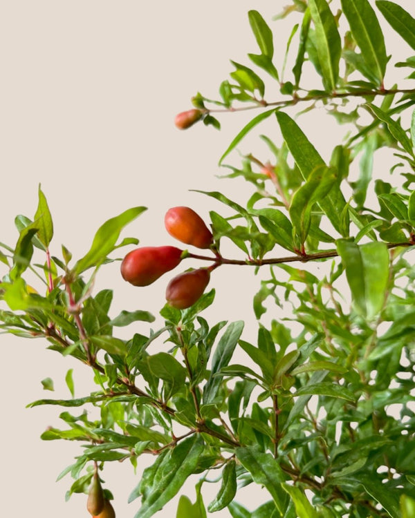 Pomegranate Plant (0.8m) - grow pot - Potted plant - Tumbleweed Plants - Online Plant Delivery Singapore