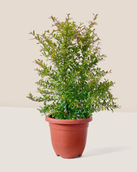 Pomegranate Plant (0.8m) - grow pot - Potted plant - Tumbleweed Plants - Online Plant Delivery Singapore