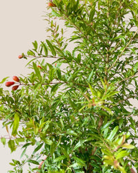Pomegranate Plant (0.8m) - grow pot - Potted plant - Tumbleweed Plants - Online Plant Delivery Singapore