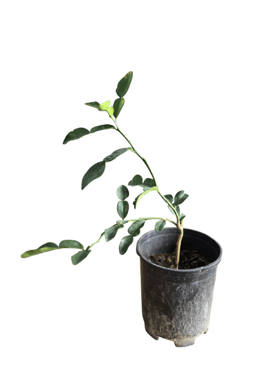 Pomelo Tree - Potted plant - POTT - POME - MDC - 3779 - Tumbleweed Plants - Online Plant Delivery Singapore