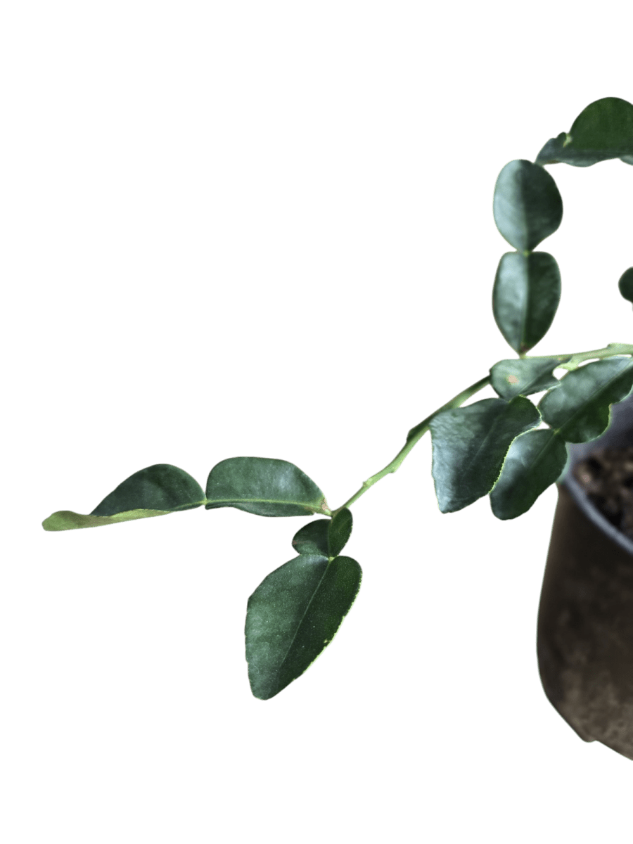 Pomelo Tree - Potted plant - POTT - POME - MDC - 3779 - Tumbleweed Plants - Online Plant Delivery Singapore