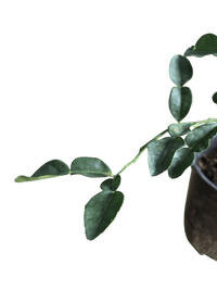 Pomelo Tree - Potted plant - POTT - POME - MDC - 3779 - Tumbleweed Plants - Online Plant Delivery Singapore