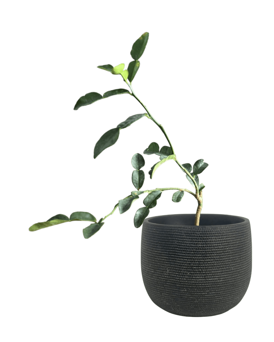 Pomelo Tree - Potted plant - POTT - POME - MDC - 3779 - Tumbleweed Plants - Online Plant Delivery Singapore