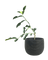 Pomelo Tree