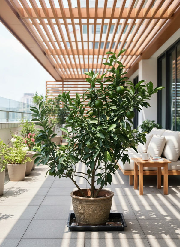 Pomelo Citrus Tree (Citrus maxima)
