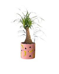 Ponytail Palm Bonsai - banana pots - pink - Potted plant - Tumbleweed Plants - Online Plant Delivery Singapore