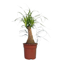 Ponytail Palm Bonsai - grow pot - Potted plant - Tumbleweed Plants - Online Plant Delivery Singapore