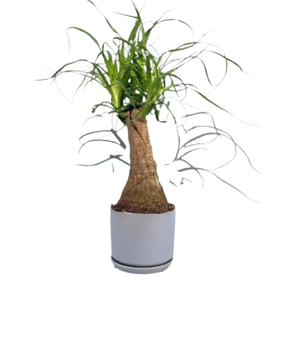 Ponytail Palm Bonsai - little cylinder grey with tray planter - Potted plant - Tumbleweed Plants - Online Plant Delivery Singapore