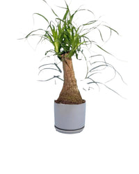 Ponytail Palm Bonsai - little cylinder grey with tray planter - Potted plant - Tumbleweed Plants - Online Plant Delivery Singapore