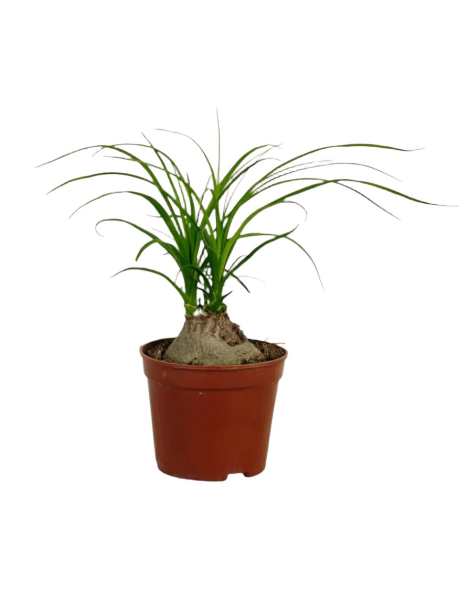 Ponytail Palm - grow pot - Potted plant - Tumbleweed Plants - Online Plant Delivery Singapore