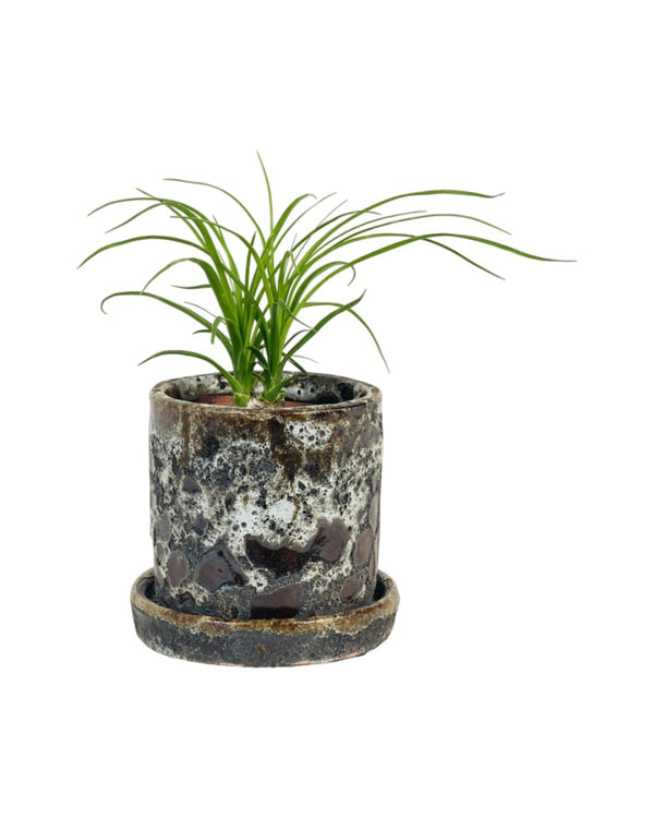 Ponytail Palm - grow pot - Potted plant - Tumbleweed Plants - Online Plant Delivery Singapore