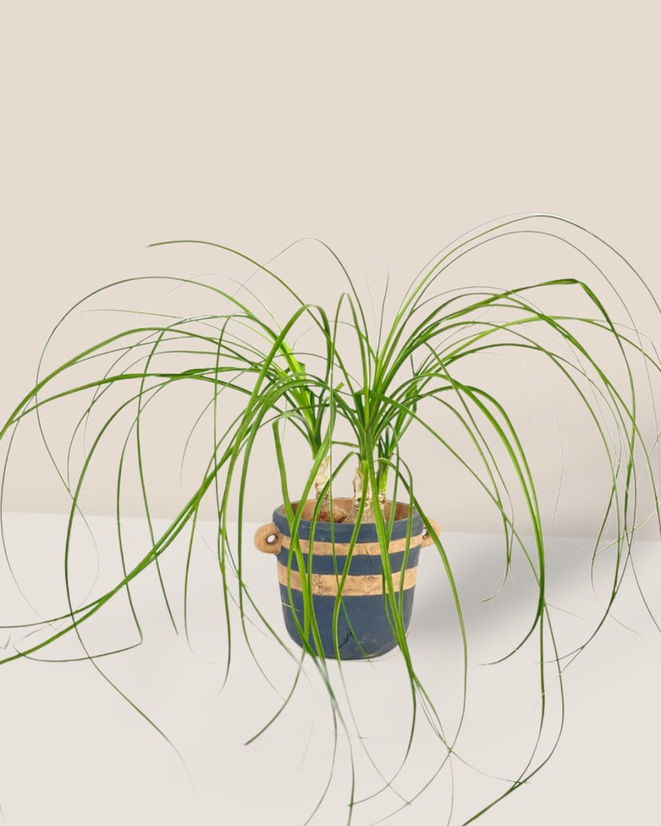 Ponytail Palm - grow pot - Potted plant - Tumbleweed Plants - Online Plant Delivery Singapore