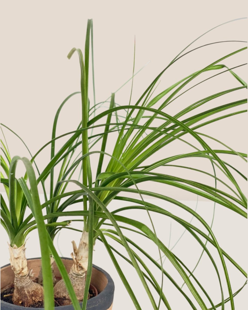 Ponytail Palm - grow pot - Potted plant - Tumbleweed Plants - Online Plant Delivery Singapore