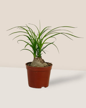 Ponytail Palm - grow pot - Potted plant - Tumbleweed Plants - Online Plant Delivery Singapore