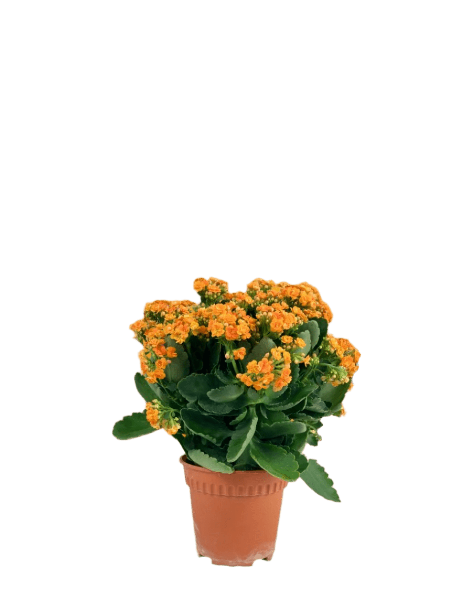 Poppy Kalanchoe - Potted plant - POTT - POPP - GRW - 4838 - Tumbleweed Plants - Online Plant Delivery Singapore