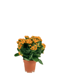 Poppy Kalanchoe - Potted plant - POTT - POPP - GRW - 4838 - Tumbleweed Plants - Online Plant Delivery Singapore