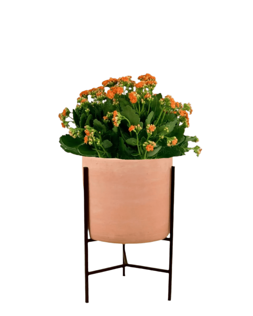 Poppy Kalanchoe - Potted plant - GIFT - POPP - 3283 - Tumbleweed Plants - Online Plant Delivery Singapore