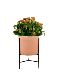 Poppy Kalanchoe - Potted plant - GIFT - POPP - 3283 - Tumbleweed Plants - Online Plant Delivery Singapore