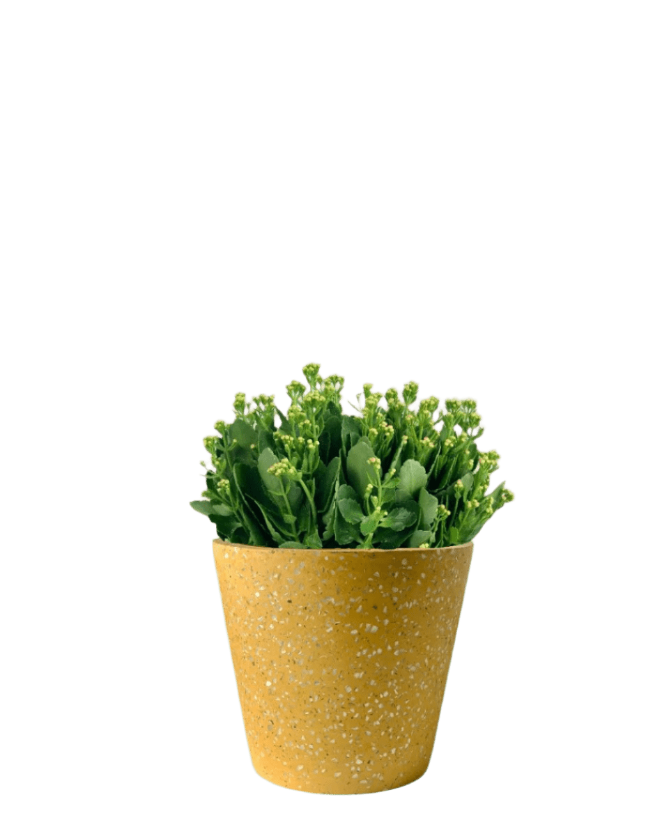 terrazzo pots - yellow