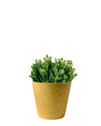 Poppy Kalanchoe - Potted plant - GIFT - POPP - 3282 - Tumbleweed Plants - Online Plant Delivery Singapore