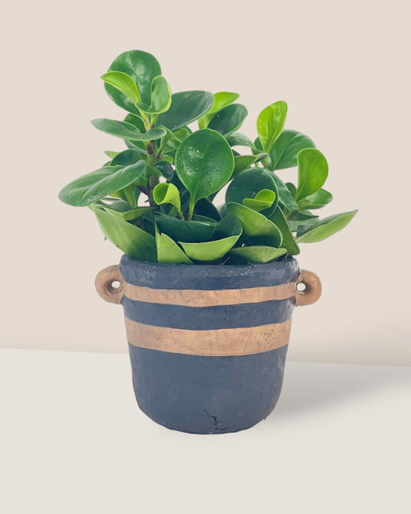 Portafino Planter - black - Pot