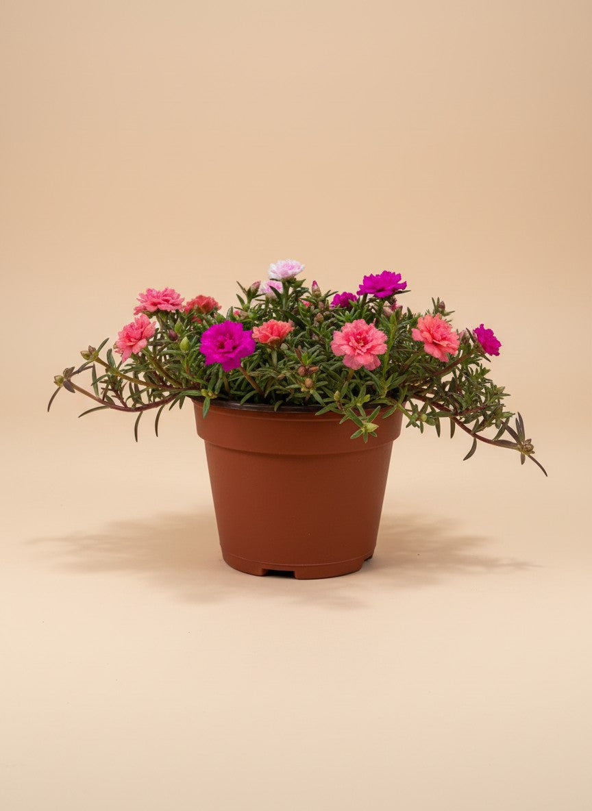 Grow Pot