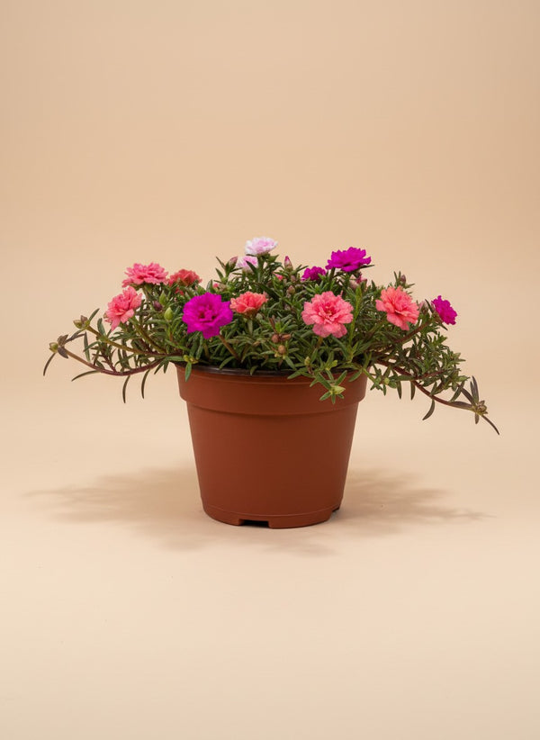 Moss Rose (Portulaca Grandiflora)