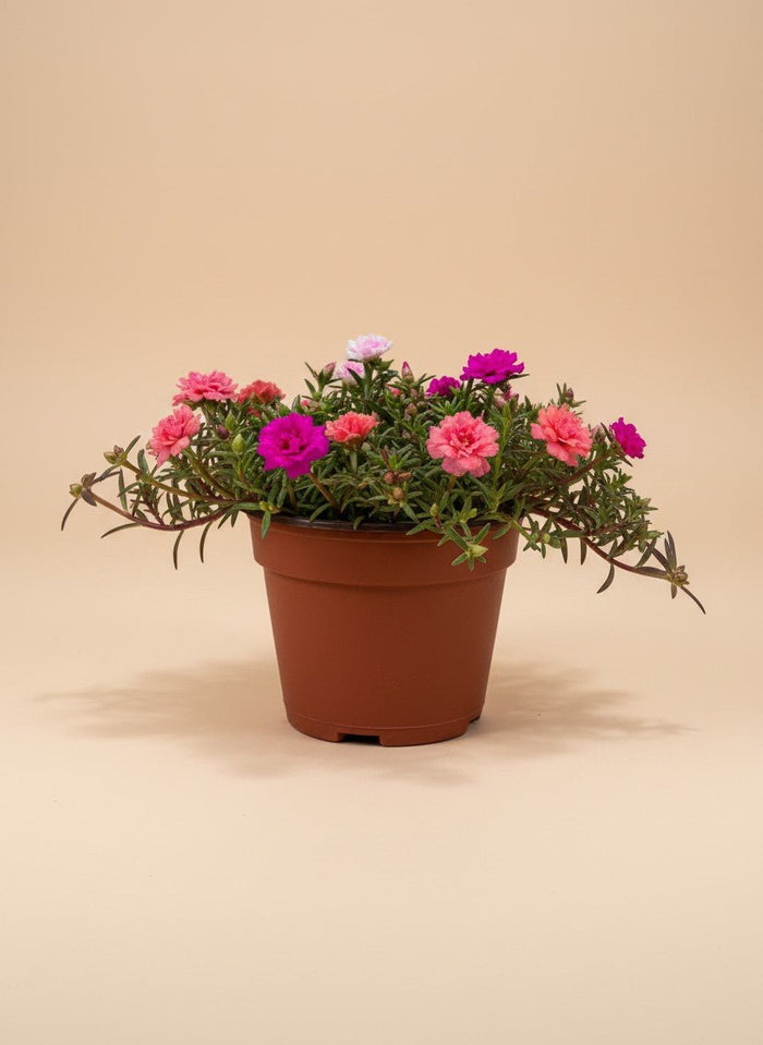 Moss Rose (Portulaca Grandiflora) - Potted plant -  - Tumbleweed Plants - Online Plant Delivery Singapore