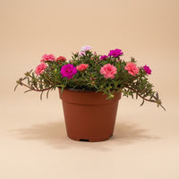 Moss Rose (Portulaca Grandiflora)
