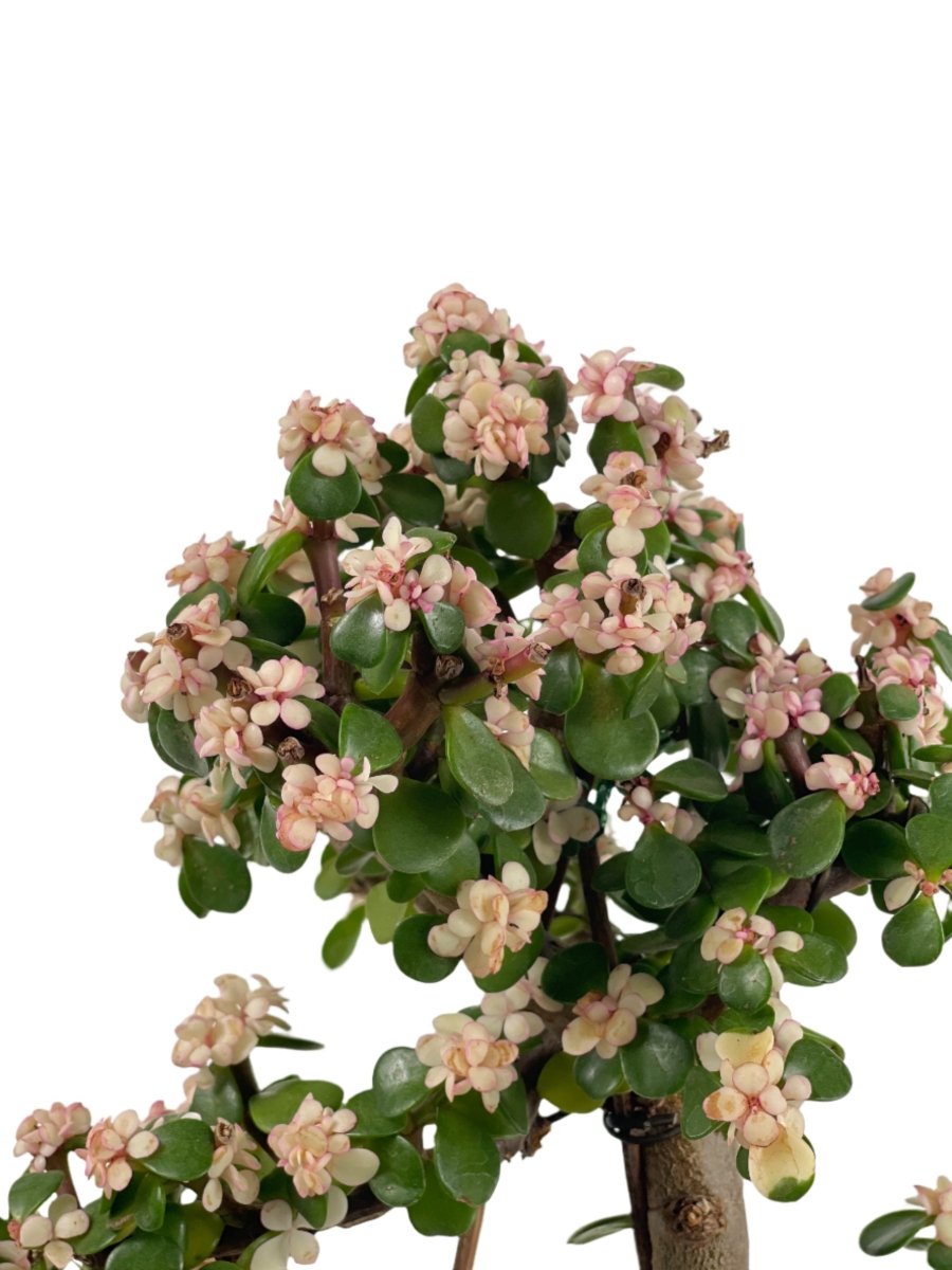 Portulacaria Afra Pink Jade Bonsai - egg pot - medium/grey - Potted plant - Tumbleweed Plants - Online Plant Delivery Singapore