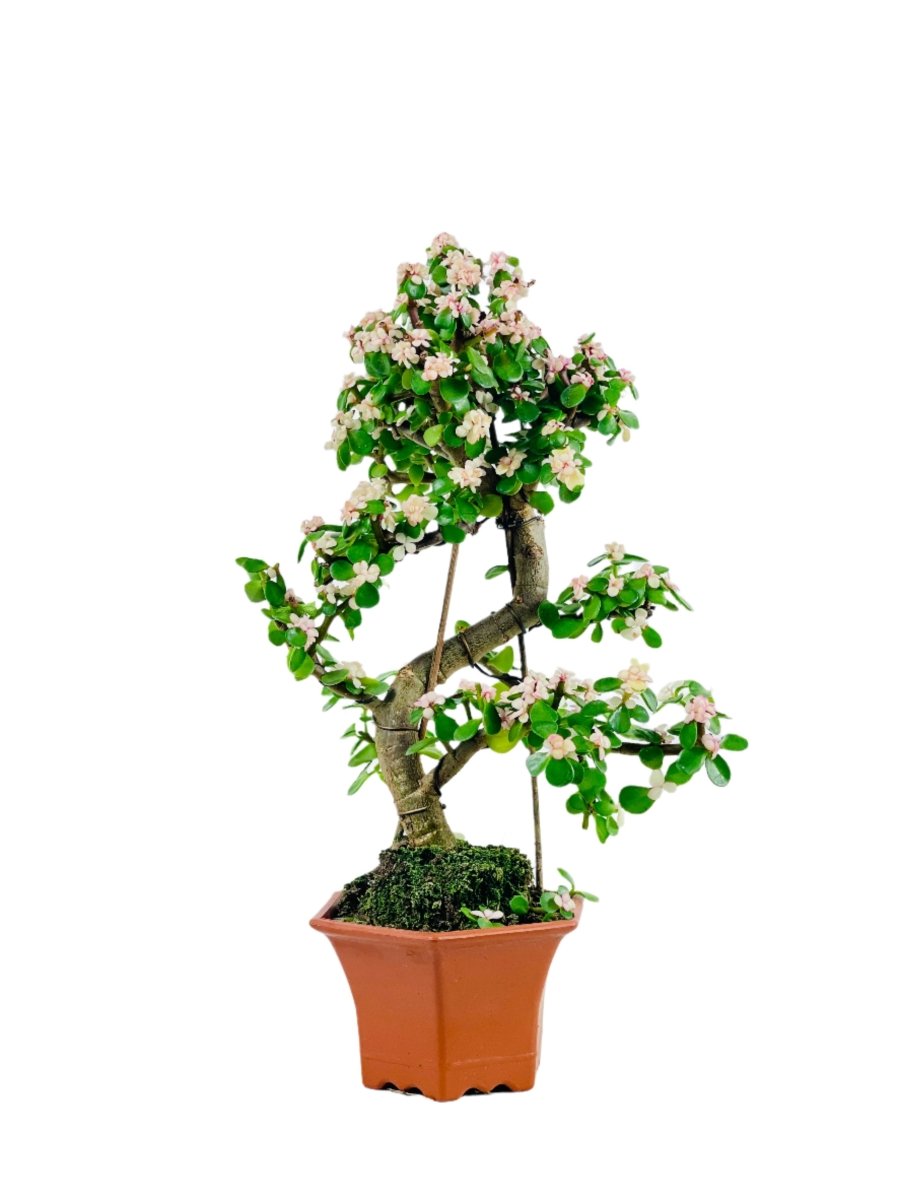 Portulacaria Afra Pink Jade Bonsai - egg pot - medium/grey - Potted plant - Tumbleweed Plants - Online Plant Delivery Singapore