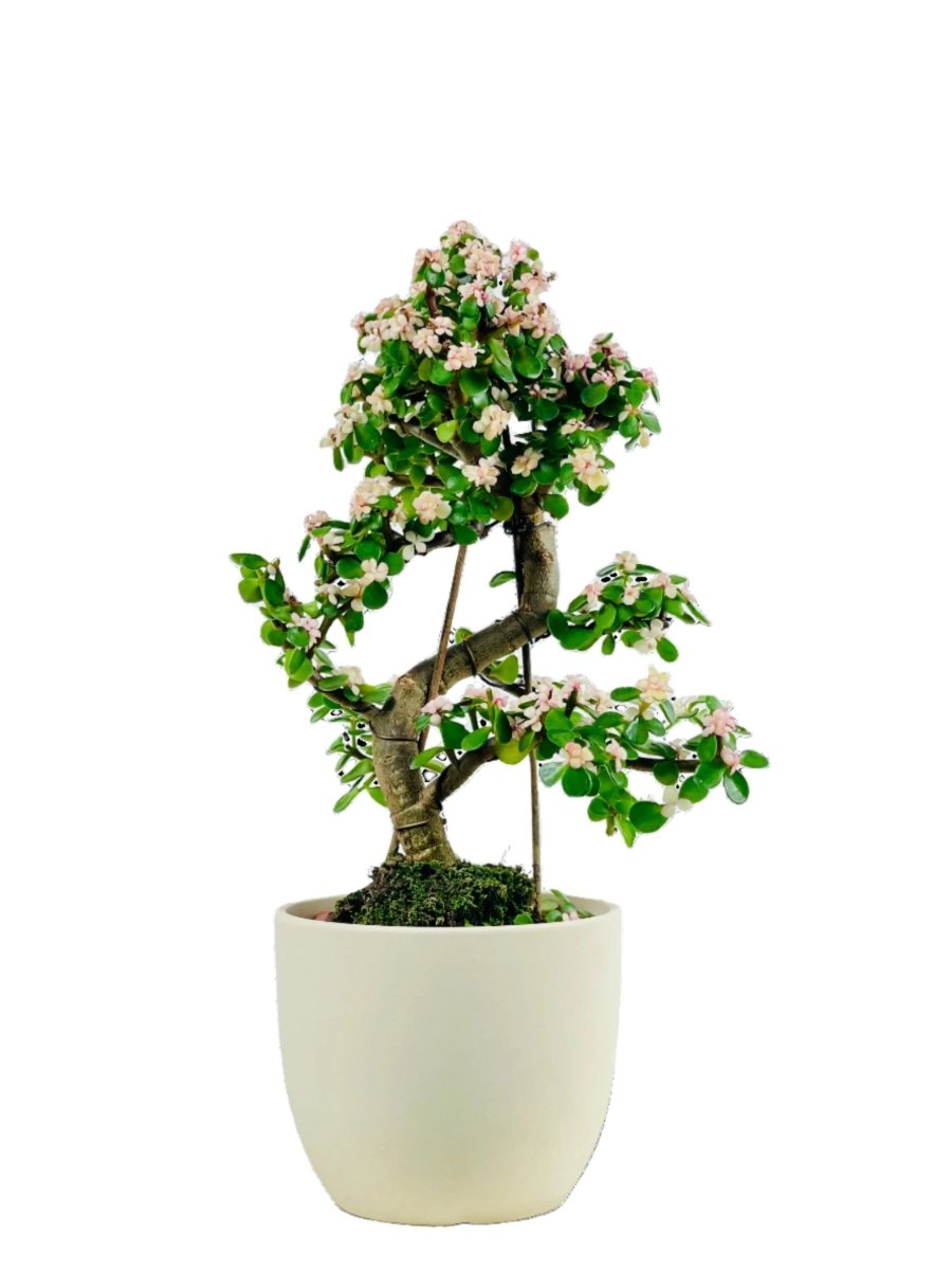 Portulacaria Afra Pink Jade Bonsai - egg pot - medium/grey - Potted plant - Tumbleweed Plants - Online Plant Delivery Singapore