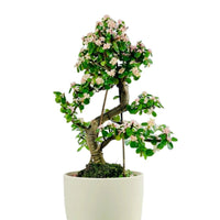 Portulacaria Afra Pink Jade Bonsai